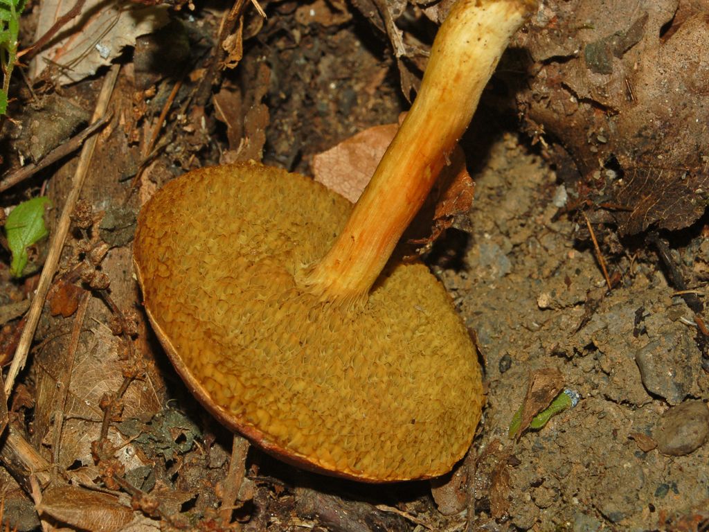 Un funghetto sottile sottile